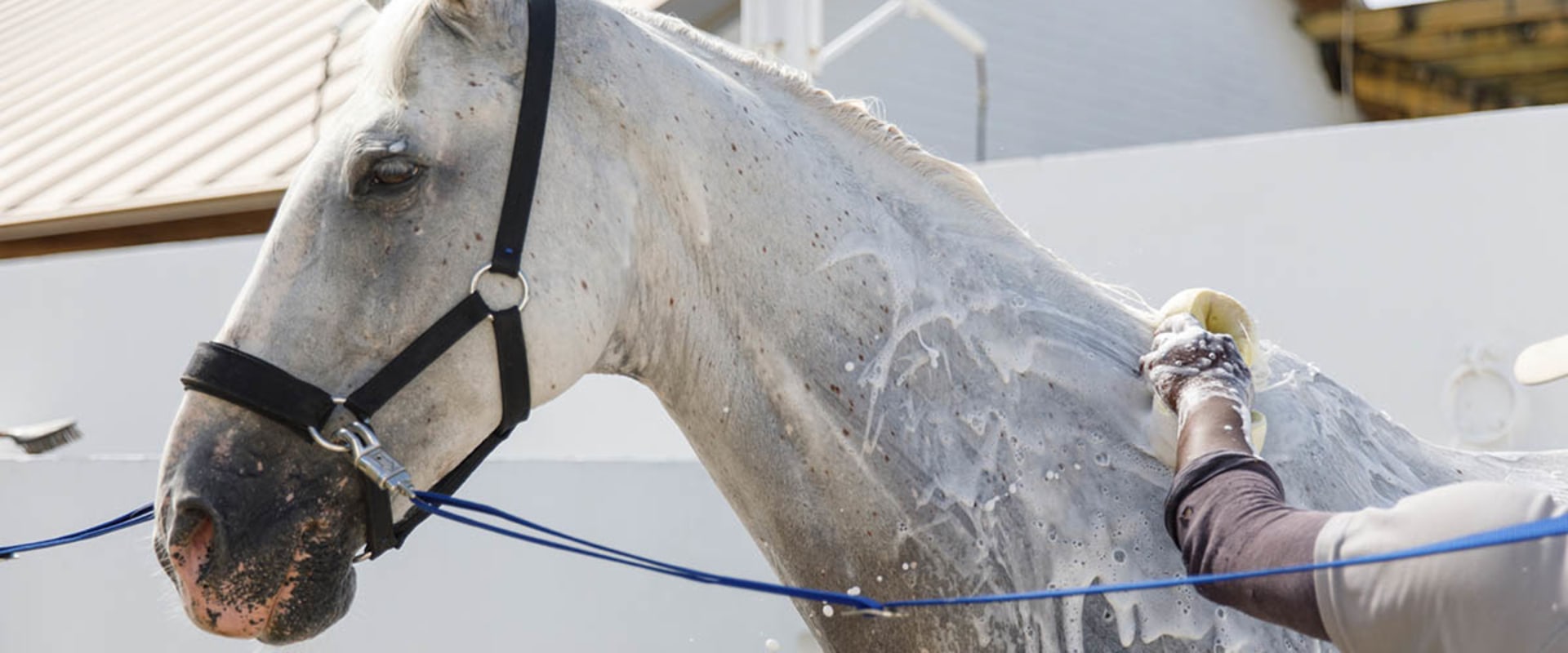 The Ultimate Guide to Attending Equine Events in Southwest Washington: Tips from an Expert
