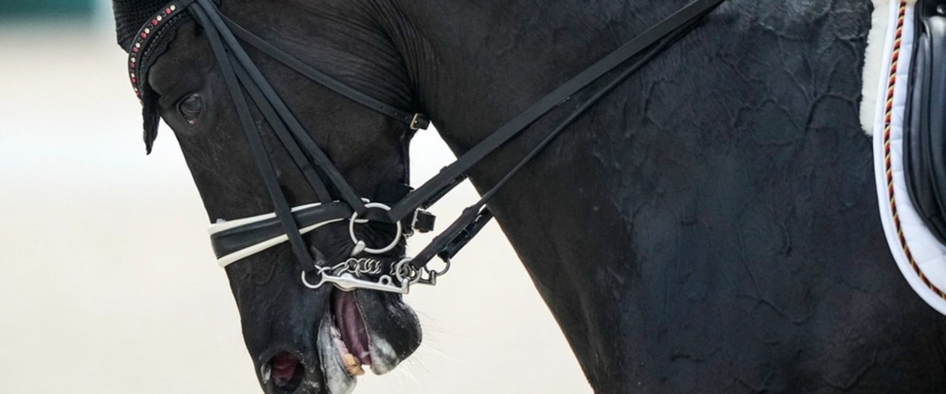 The Importance of Understanding Cancellation Policies for Equine Events in Southwest Washington