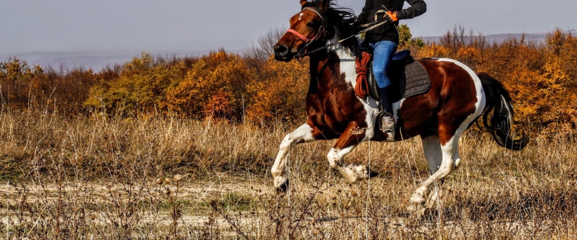 The Ultimate Guide to Volunteering at Equine Events in Southwest Washington