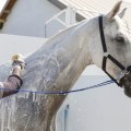 The Ultimate Guide to Attending Equine Events in Southwest Washington: Tips from an Expert