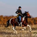 The Ultimate Guide to Volunteering at Equine Events in Southwest Washington