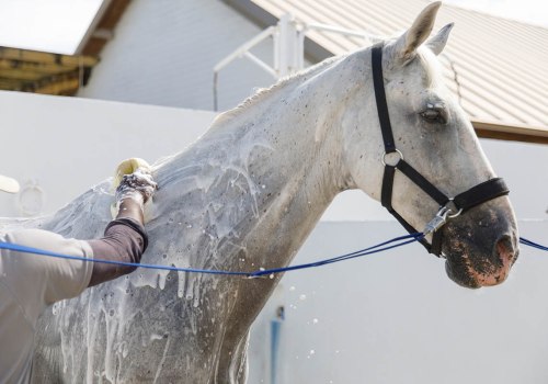 The Ultimate Guide to Attending Equine Events in Southwest Washington: Tips from an Expert